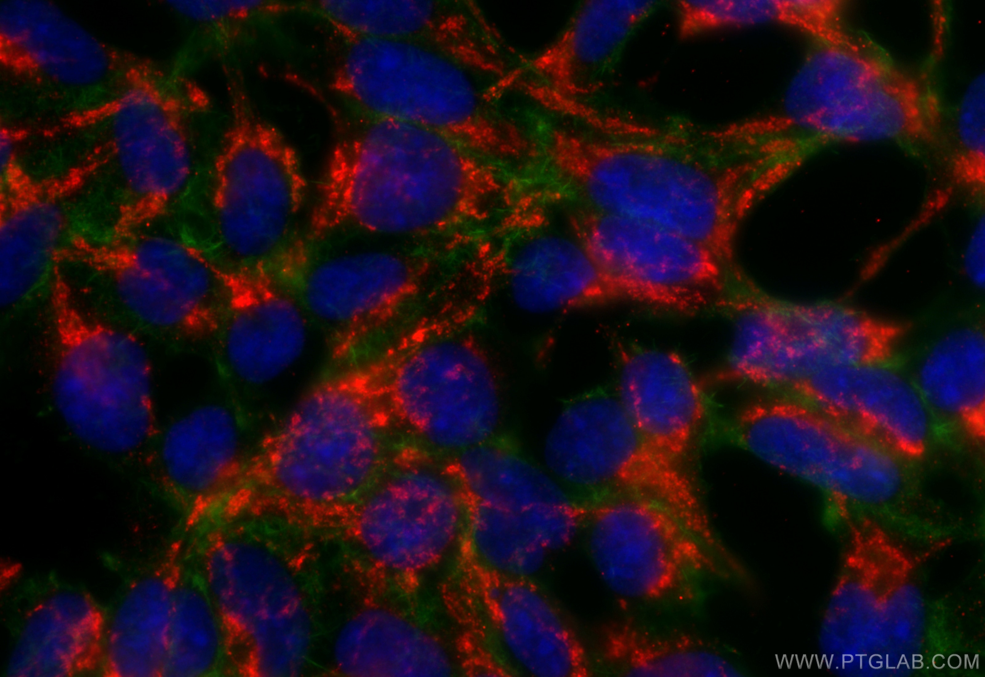 Immunofluorescence (IF) / fluorescent staining of HEK-293 cells using PCTAIRE3 Polyclonal antibody (12207-1-AP)