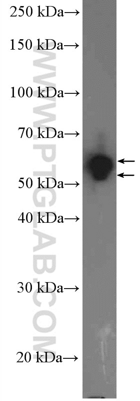 Western Blot (WB) analysis of HEK-293 cells using PCTAIRE3 Polyclonal antibody (12207-1-AP)