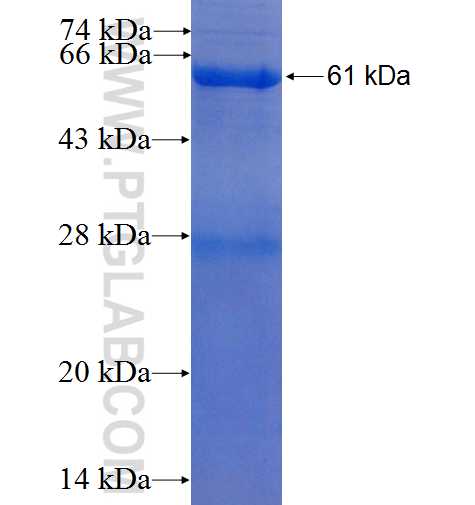 PCTK3 fusion protein Ag2851 SDS-PAGE