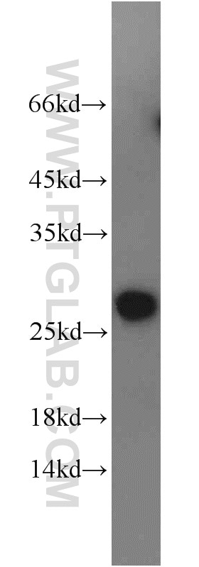 Western Blot (WB) analysis of human liver tissue using PCTP Polyclonal antibody (11167-1-AP)