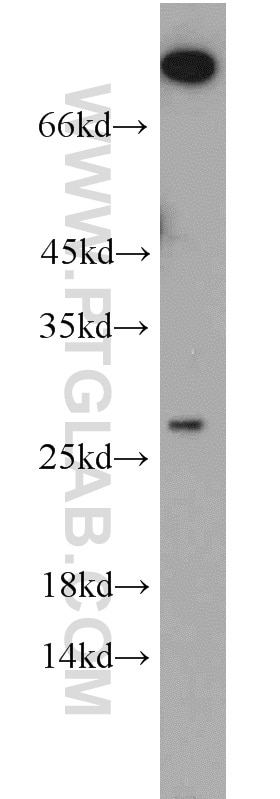 Western Blot (WB) analysis of K-562 cells using PCTP Polyclonal antibody (11167-1-AP)