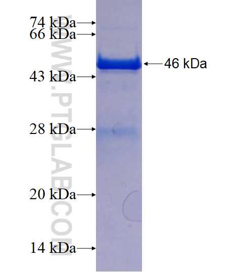 PCTP fusion protein Ag1647 SDS-PAGE