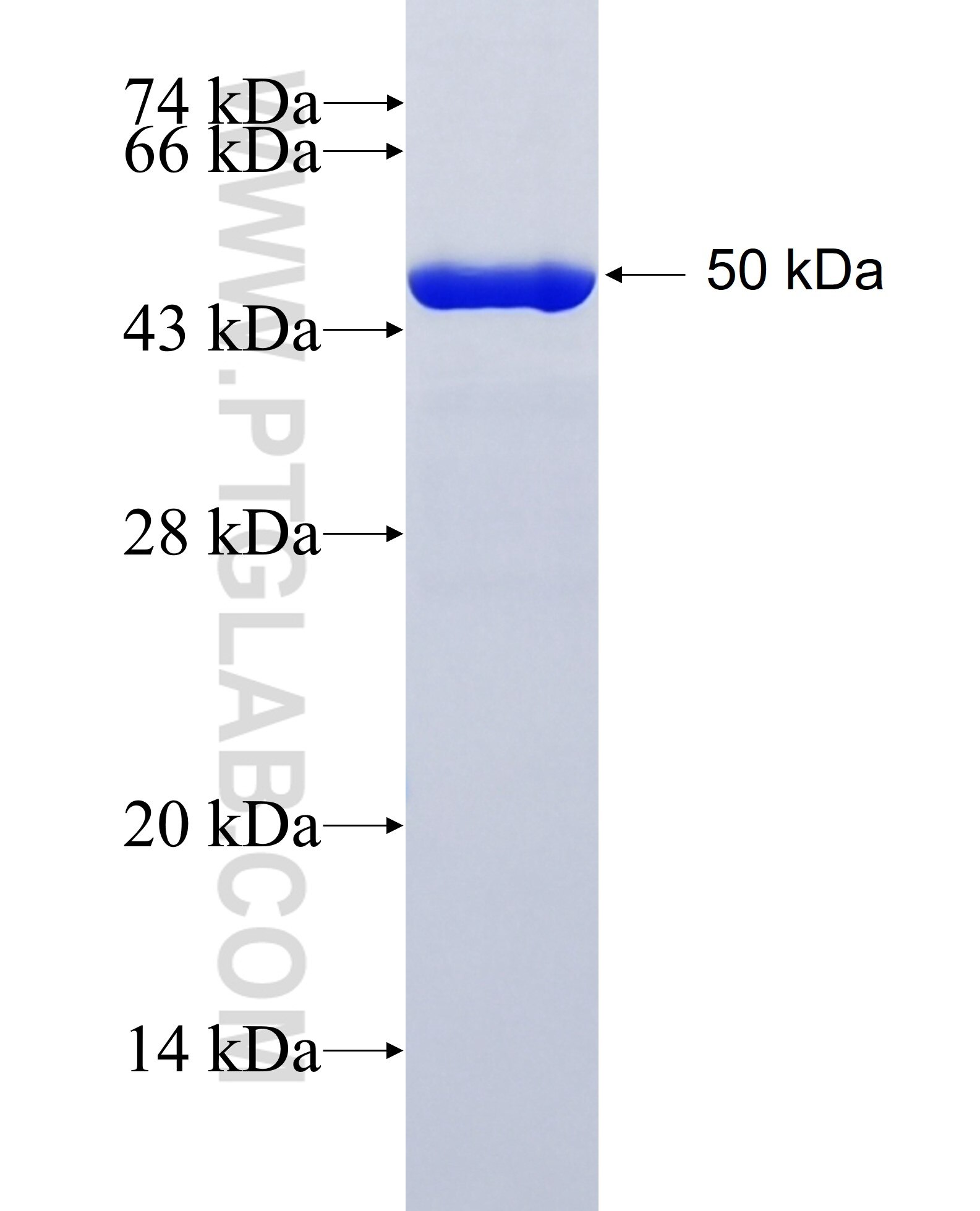 PCTP fusion protein Ag1647 SDS-PAGE