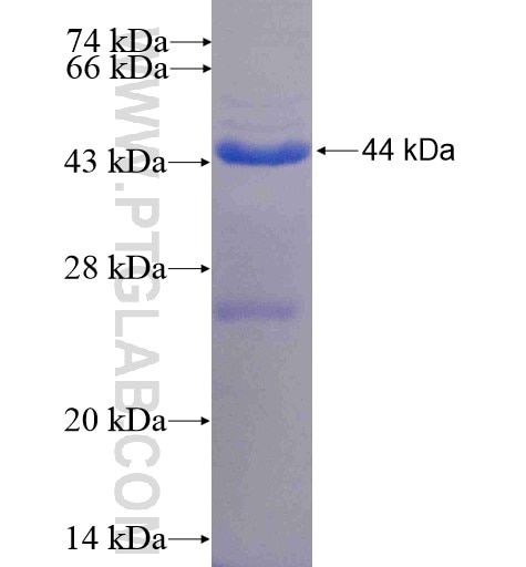 PCYOX1 fusion protein Ag4600 SDS-PAGE