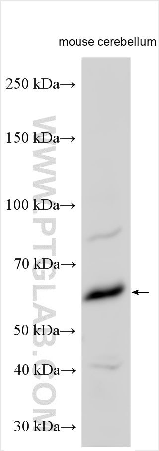 Western Blot (WB) analysis of various lysates using PCYOX1L Polyclonal antibody (30485-1-AP)