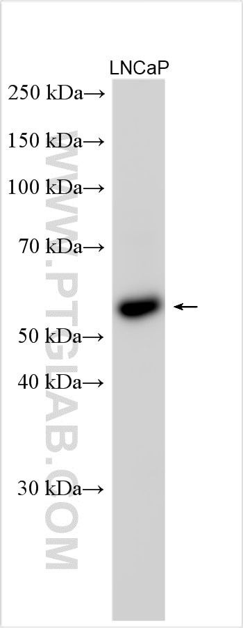 Western Blot (WB) analysis of various lysates using PCYOX1L Polyclonal antibody (30485-1-AP)