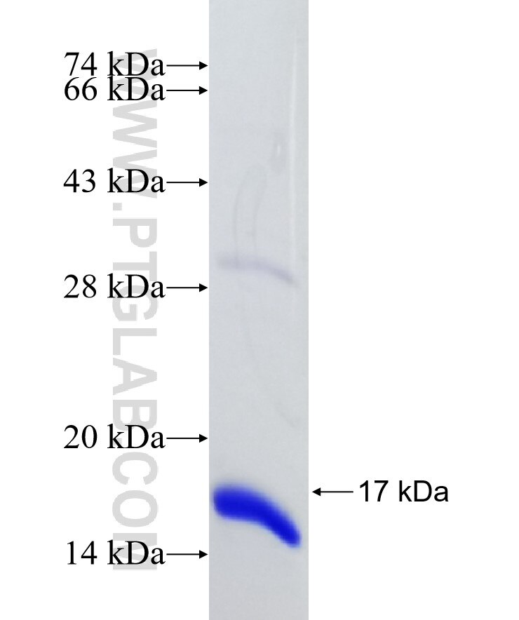 PCYOX1L fusion protein Ag33077 SDS-PAGE