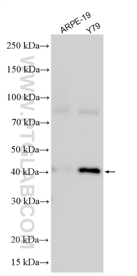 WB analysis using 30991-1-AP (same clone as 30991-1-PBS) Western Blot (WB) analysis of various lysates using PCYT1A Polyclonal antibody (30991-1-AP)