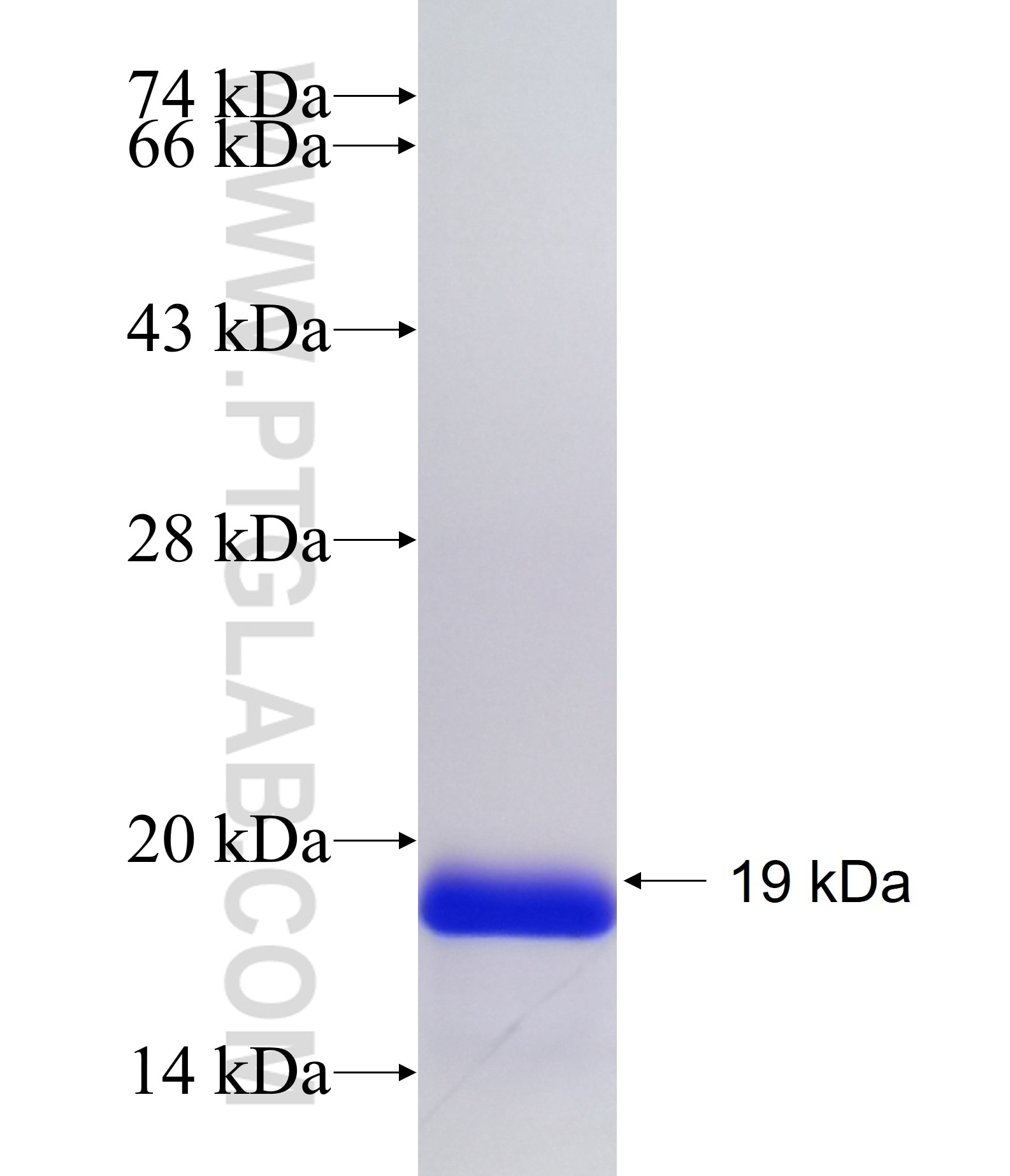 PCYT1A fusion protein Ag34235 SDS-PAGE PCYT1A fusion protein Ag34235 SDS-PAGE