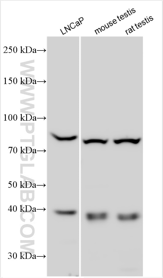 Western Blot (WB) analysis of various lysates using PCYT1B/PCYT1A Polyclonal antibody (13765-1-AP)