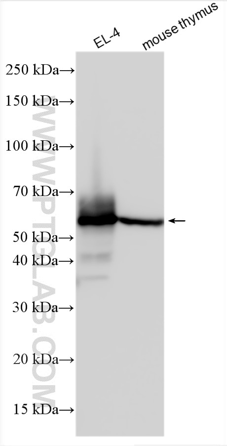 Western Blot (WB) analysis of various lysates using PD-1 Polyclonal antibody (31445-1-AP)