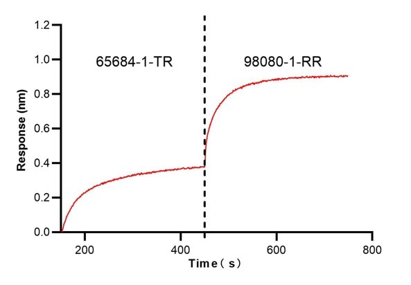Biolayer interferometry (BLl) epitope binding assay of 65684-1-TR and 98080-1-RR. Biolayer interferometry (BLl) epitope binning assay revealed distinct binding epitopes for 65684-1-TR and 98080-1-RR. 5 ug/ml mouse PD-1 (Eg0918) was immoblized onto anti-His probe, followed by binding to 65684-1-TR until saturation, and then the binding signal of 98080-1-RR with binded PD-1 complex was detected. The inhibition rate (the rate of inhibited response to uninhibited response) is 0.969. This data was developed using the same antibody clone with 65684-1-PBS in a different storage buffer formulation. Blocking experiment of Recombinant protein using Anti-Mouse PD-1/CD279 (RMP1-14) Rat IgG2a Recombin (65684-1-TR)