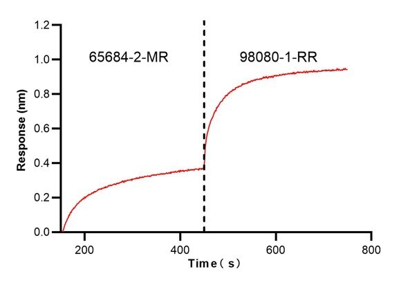 Biolayer interferometry (BLl) epitope binding assay of 65684-2-MR and 98080-1-RR. Biolayer interferometry (BLl) epitope binning assay revealed distinct binding epitopes for 65684-2-MR and 98080-1-RR. 5 ug/ml mouse PD-1 (Eg0918) was immoblized onto anti-His probe, followed by binding to 65684-2-MR until saturation, and then the binding signal of 98080-1-RR with binded PD-1 complex was detected. The inhibition rate (the rate of inhibited response to uninhibited response) is 1.026. This data was developed using the same antibody clone with 65684-2-PBS in a different storage buffer formulation. Blocking experiment of Recombinant protein using Anti-Mouse PD-1/CD279 (RMP1-14) Mouse IgG2a Recomb (65684-2-MR)
