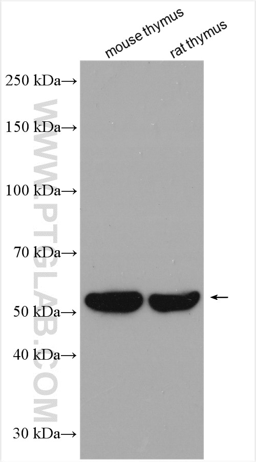 Western Blot (WB) analysis of various lysates using PD-1/CD279 Polyclonal antibody (29780-1-AP)