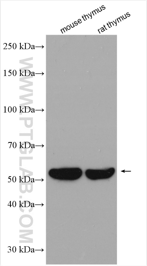 PD-1/CD279