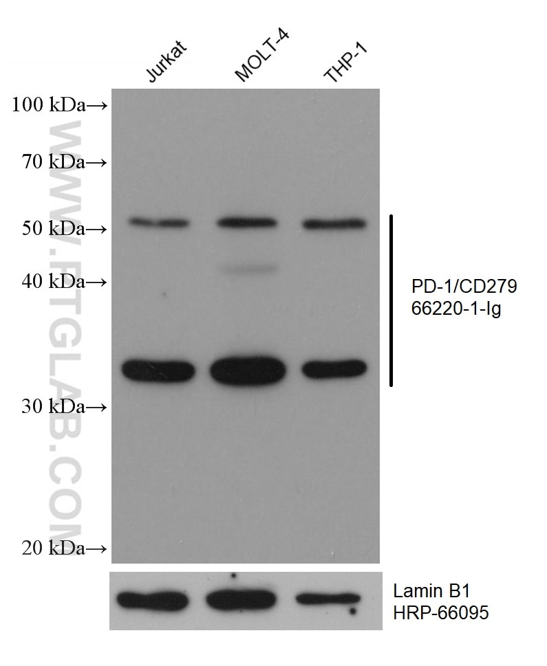 Western Blot (WB) analysis of various lysates using PD-1/CD279 Monoclonal antibody (66220-1-Ig)