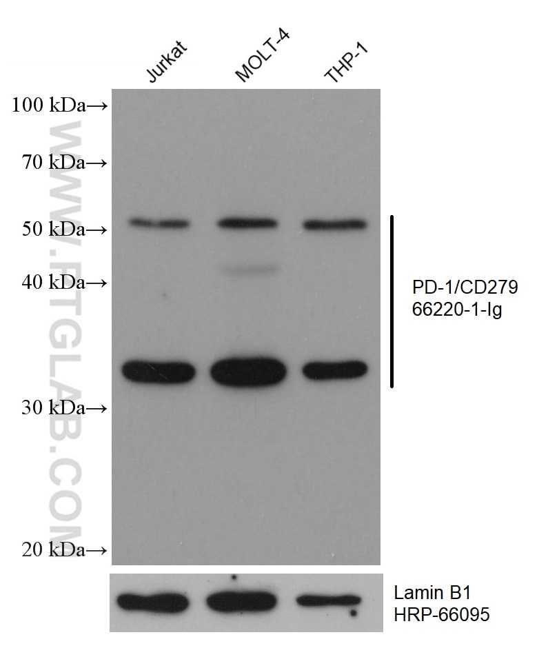 WB analysis using 66220-1-Ig