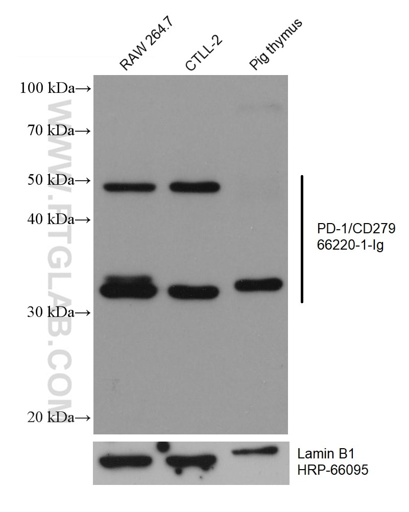 Western Blot (WB) analysis of various lysates using PD-1/CD279 Monoclonal antibody (66220-1-Ig)