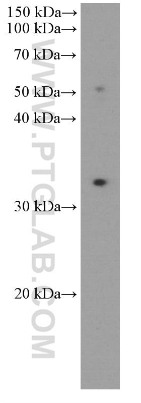 Western Blot (WB) analysis of human lymph node tissue using PD-1/CD279 Monoclonal antibody (66220-1-Ig)