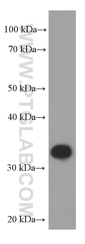 PD-1/CD279 Monoclonal antibody