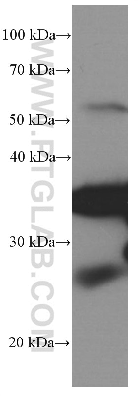 Western Blot (WB) analysis of rat spleen tissue using PD-1/CD279 Monoclonal antibody (66220-1-Ig)