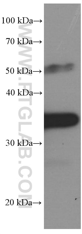 Western Blot (WB) analysis of mouse thymus tissue using PD-1/CD279 Monoclonal antibody (66220-1-Ig)