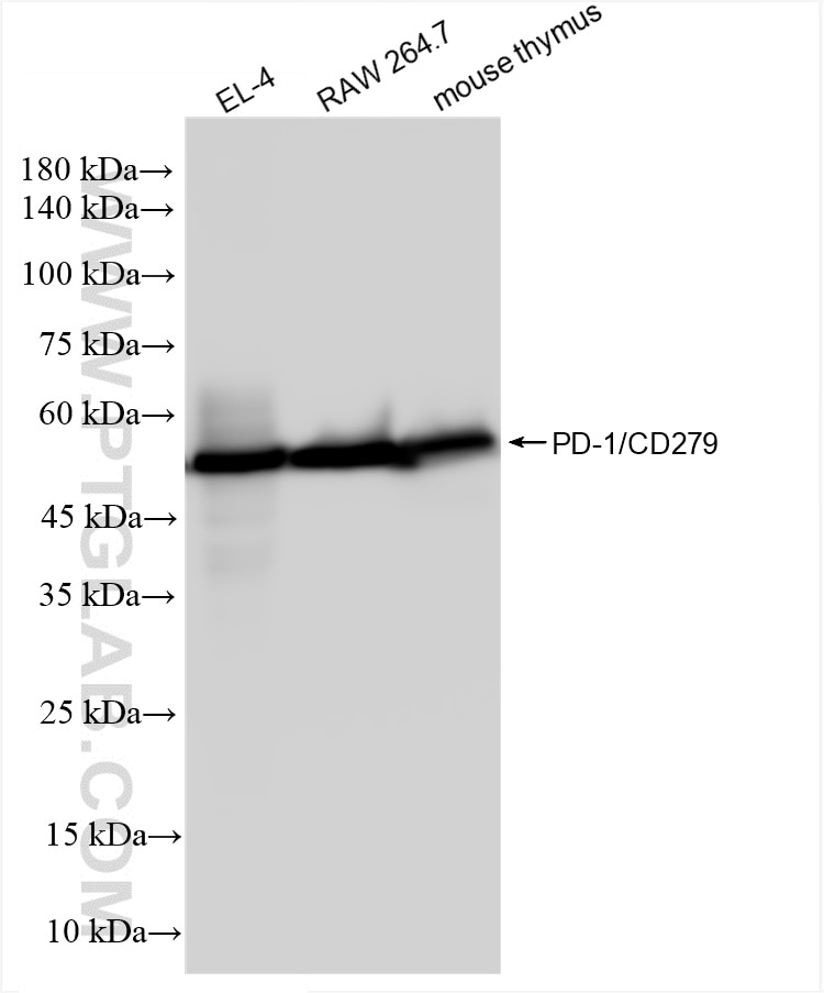 Western Blot (WB) analysis of various lysates using PD-1/CD279 Recombinant antibody (83516-6-RR)