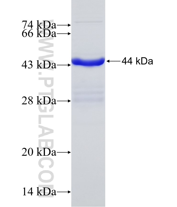 PD-1/CD279 fusion protein Ag31288 SDS-PAGE