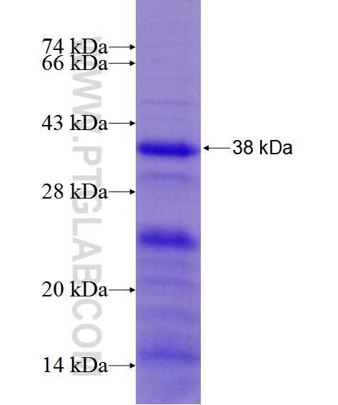 PD-1/CD279 fusion protein Ag12470 SDS-PAGE