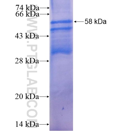 PD-1/CD279 fusion protein Ag12480 SDS-PAGE