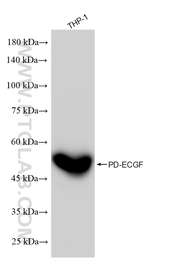 Western Blot (WB) analysis of various lysates using PD-ECGF Recombinant monoclonal antibody (86618-3-RR)