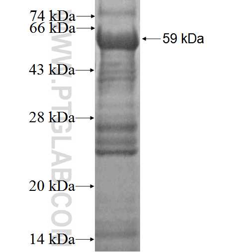 PD-ECGF fusion protein Ag3052 SDS-PAGE
