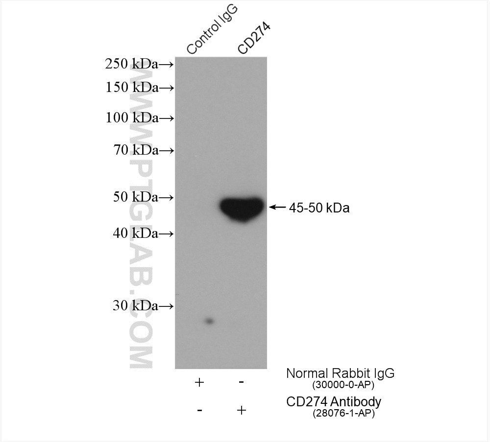 Immunoprecipitation (IP) experiment of human placenta tissue using PD-L1/CD274 (C-terminal) Polyclonal antibody (28076-1-AP)