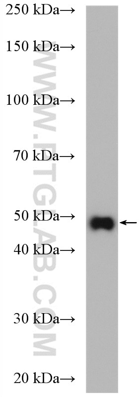 Western Blot (WB) analysis of human placenta tissue using PD-L1/CD274 (C-terminal) Polyclonal antibody (28076-1-AP)