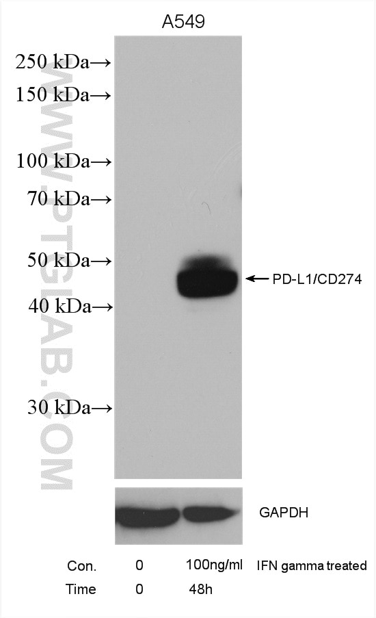 Western Blot (WB) analysis of various lysates using PD-L1/CD274 (C-terminal) Polyclonal antibody (28076-1-AP)