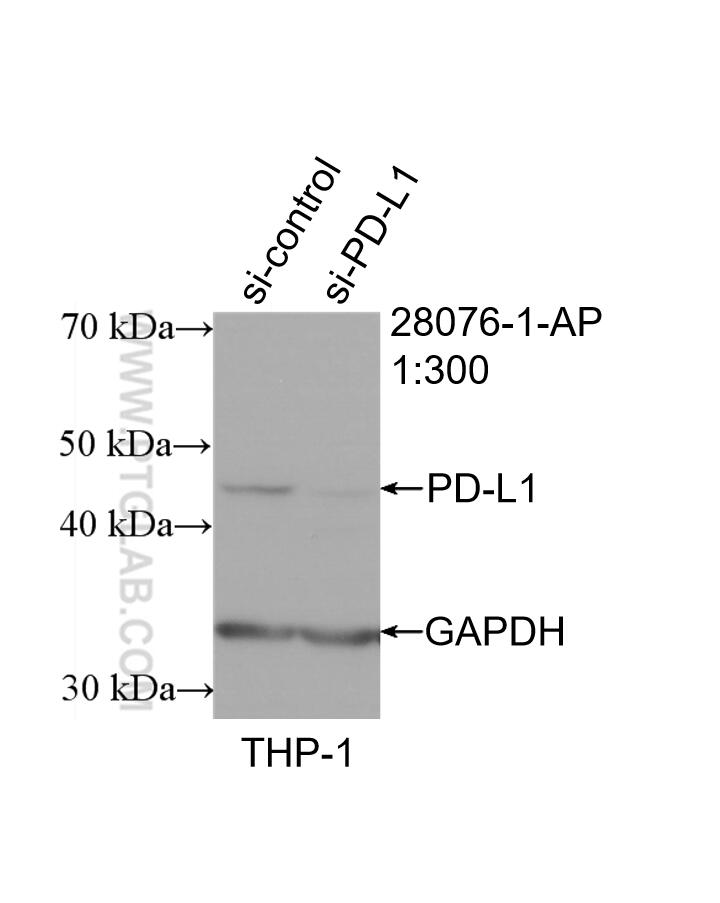 Western Blot (WB) analysis of THP-1 cells using PD-L1/CD274 (C-terminal) Polyclonal antibody (28076-1-AP)