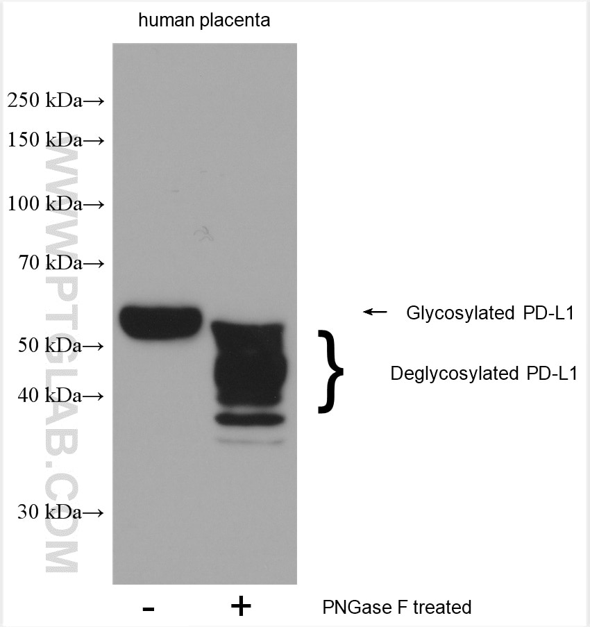 Western Blot (WB) analysis of various lysates using PD-L1/CD274 (C-terminal) Polyclonal antibody (28076-1-AP)