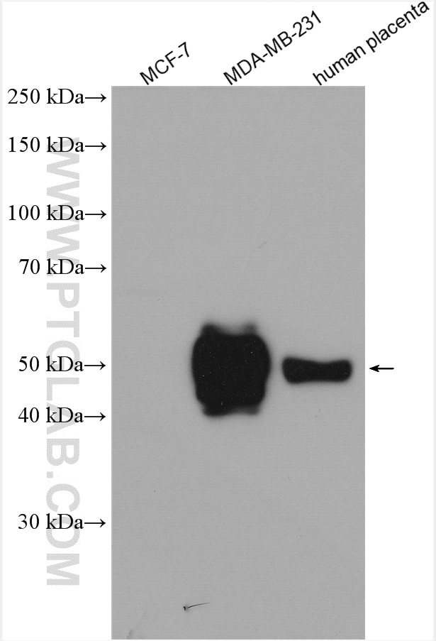 Western Blot (WB) analysis of various lysates using PD-L1/CD274 (C-terminal) Polyclonal antibody (28076-1-AP)