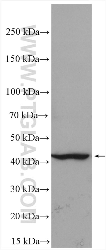 Western Blot (WB) analysis of mouse heart tissue using PD-L1/CD274 (C-terminal) Polyclonal antibody (28076-1-AP)