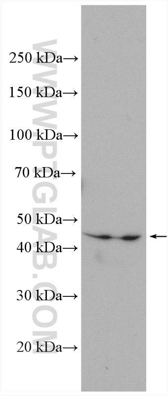 WB analysis of rat heart using 28076-1-AP