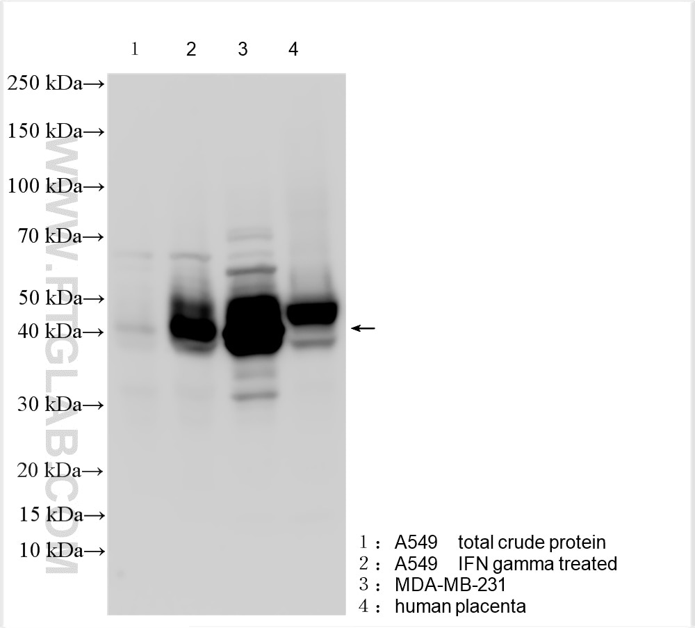 Western Blot (WB) analysis of various lysates using PD-L1/CD274 (C-terminal) Polyclonal antibody (28076-1-AP)