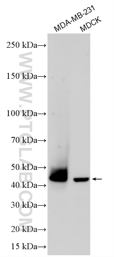 WB analysis using 28076-1-AP Western Blot (WB) analysis of various lysates using PD-L1/CD274 (C-terminal) Polyclonal antibody (28076-1-AP)