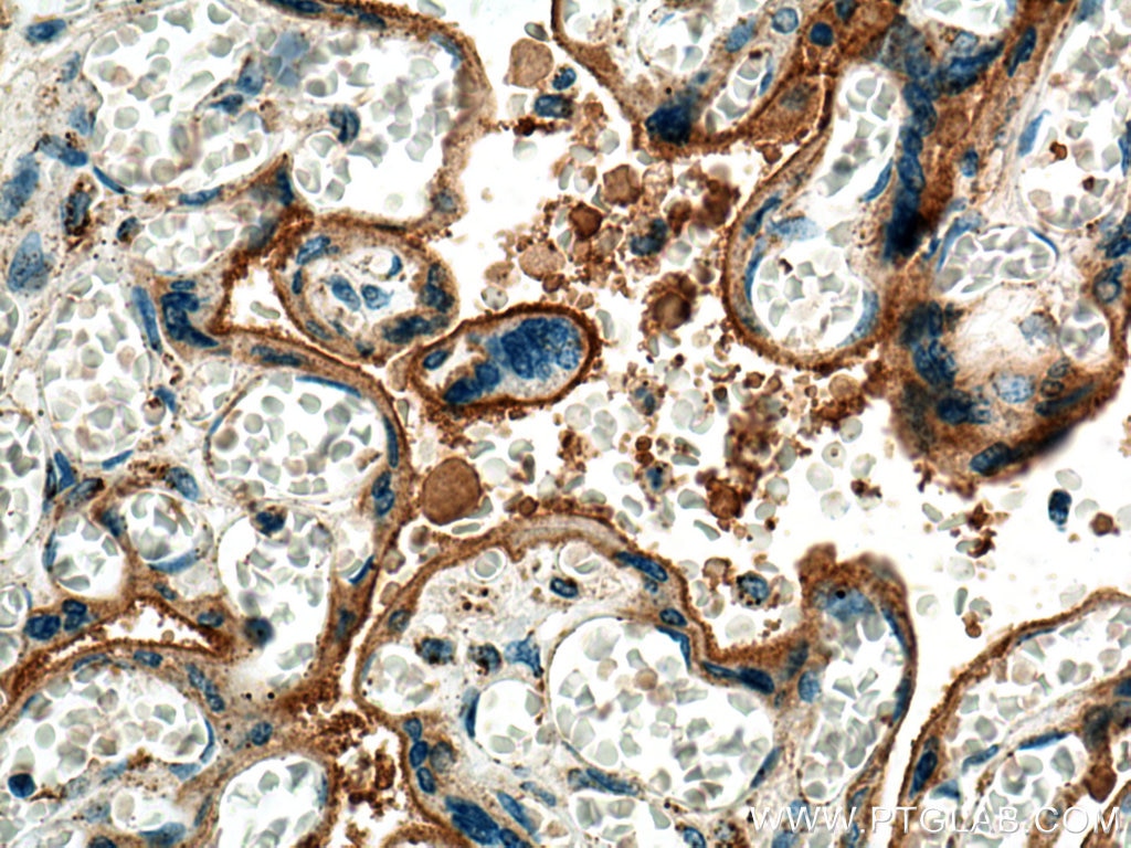 IHC staining of human placenta using 66248-1-Ig