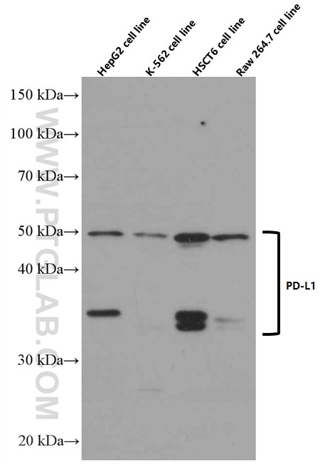 Western Blot (WB) analysis of HepG2 cells using PD-L1/CD274 Monoclonal antibody (66248-1-Ig)