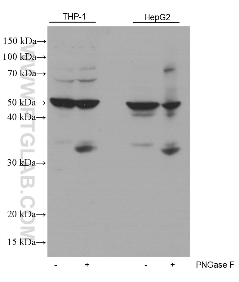 Western Blot (WB) analysis of THP-1 cells using PD-L1/CD274 Monoclonal antibody (66248-1-Ig)