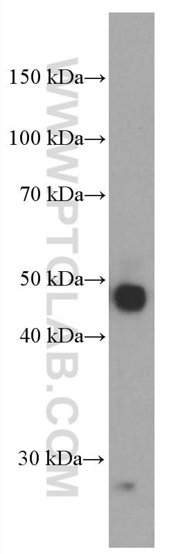 Western Blot (WB) analysis of human placenta tissue using PD-L1/CD274 Monoclonal antibody (66248-1-Ig)