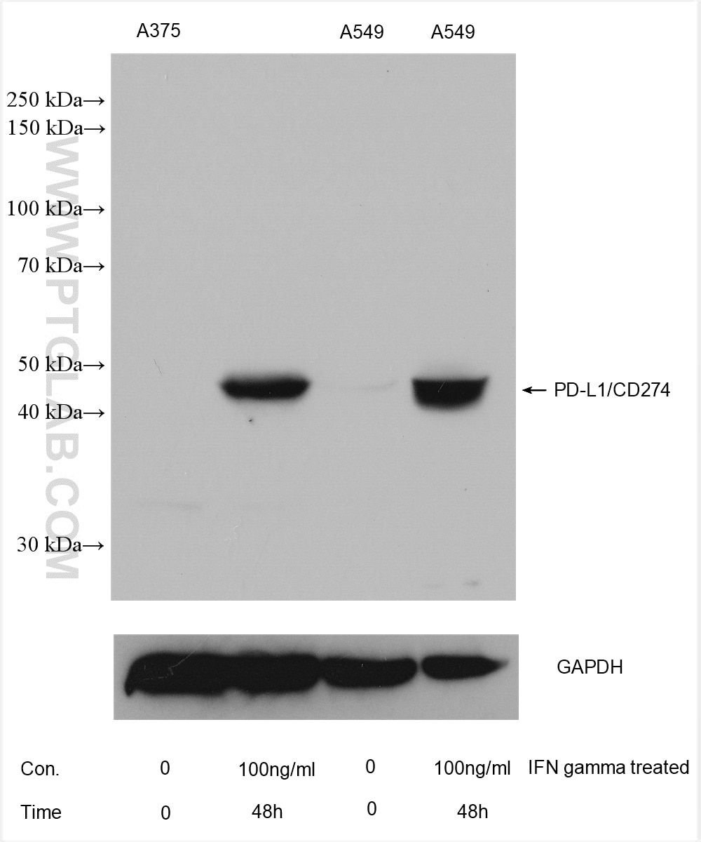 Western Blot (WB) analysis of various lysates using PD-L1/CD274 Monoclonal antibody (66248-1-Ig)