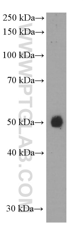 Western Blot (WB) analysis of human skeletal muscle tissue using PD-L1/CD274 Monoclonal antibody (66248-1-Ig)