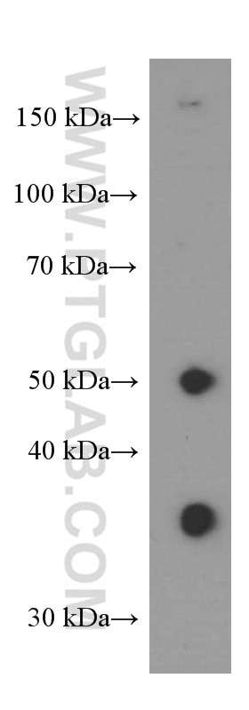 Western Blot (WB) analysis of RAW 264.7 cells using PD-L1/CD274 Monoclonal antibody (66248-1-Ig)