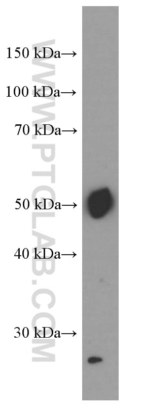 Western Blot (WB) analysis of human placenta tissue using PD-L1/CD274 Monoclonal antibody (66248-1-Ig)
